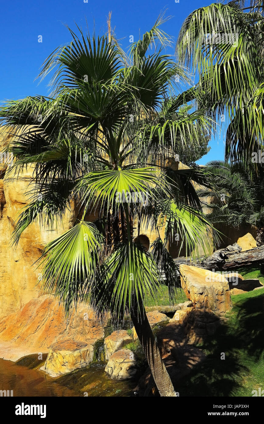 Palm tree Banque D'Images