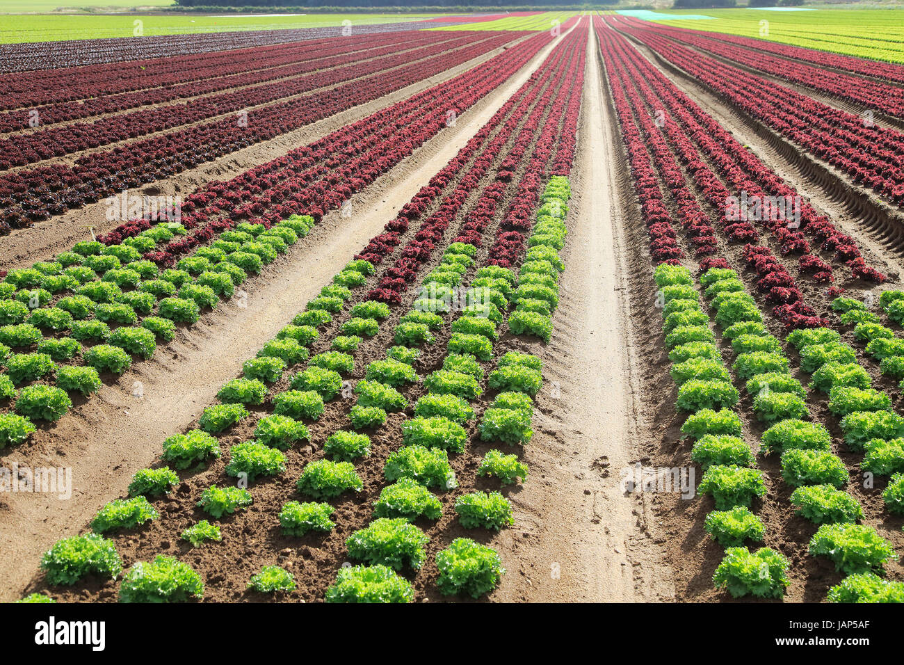 Des rangées de cultures de laitue poussant dans un sol sableux à Alderton, Suffolk, Angleterre, RU Banque D'Images