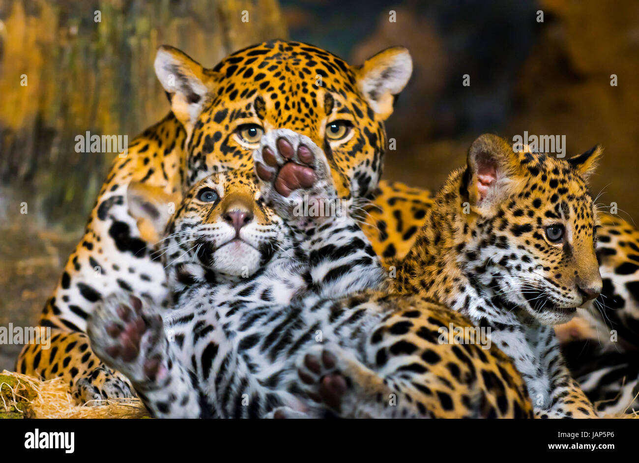 Bebe Jaguar Banque D Image Et Photos Alamy Bebe Jaguar Banque D Image Et Photos Alamy