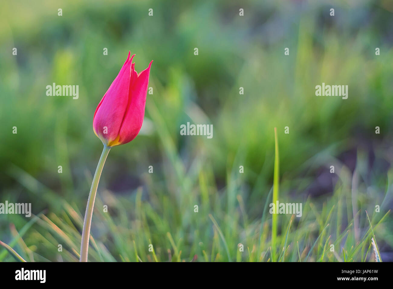 Wild red tulip Tulipa schrenkii appelé ou Tulipa suaveolens Banque D'Images