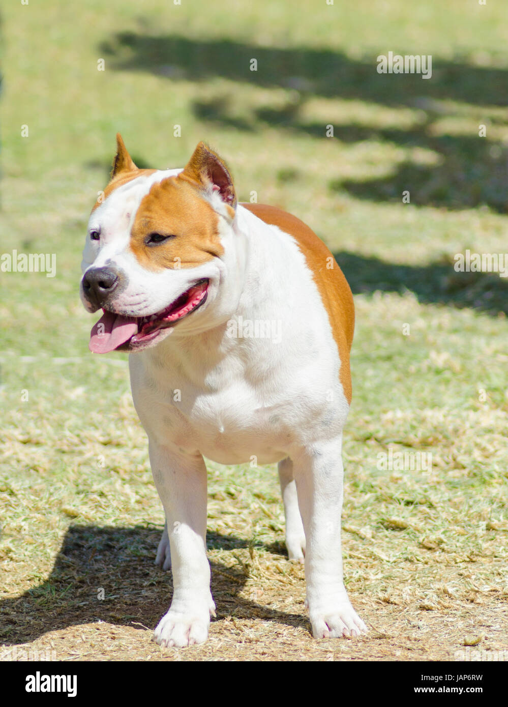 Un petit, jeune, beau, blanc et sable rouge American Staffordshire Terrier debout sur la pelouse tout en collant sa langue, et à la fois ludique et joyeux. Ses oreilles sont coupées. Banque D'Images