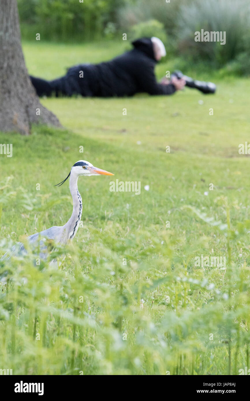Bushy Park, à l'ouest de Londres. 7 juin 2017. Ce n'est pas la taille de l'objectif, mais où que vous lui indiquez. Un héron déambule trhough the bracken tandis qu'un photographe regarde dans une direction différente. Crédit : Peter Brydon/Alamy Live News Banque D'Images