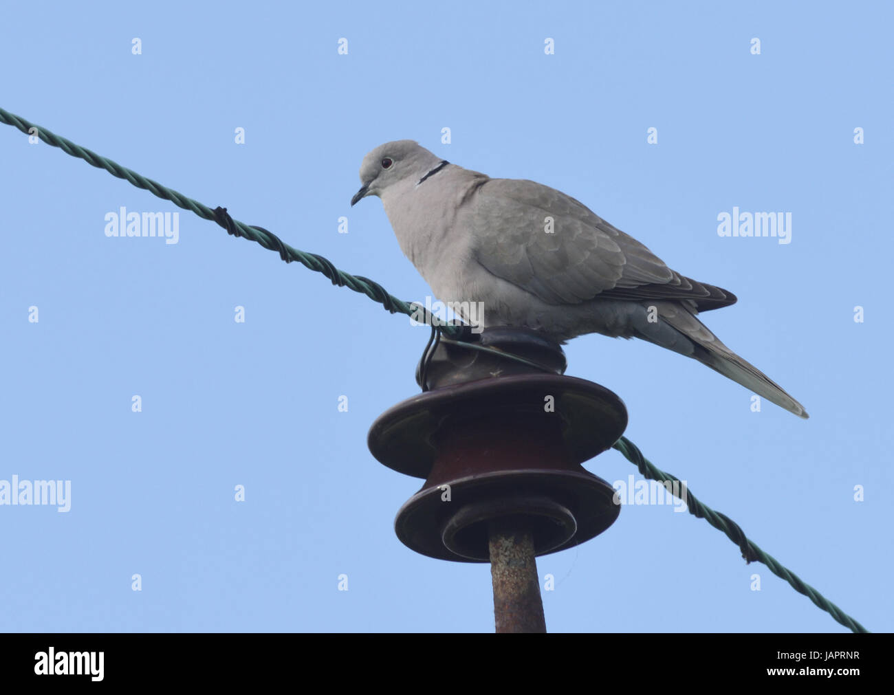 Un tête à tête ou (Streptopelia decaocto) est assis sur un isolant électrique sur le haut d'un poteau d'électricité. Banque D'Images