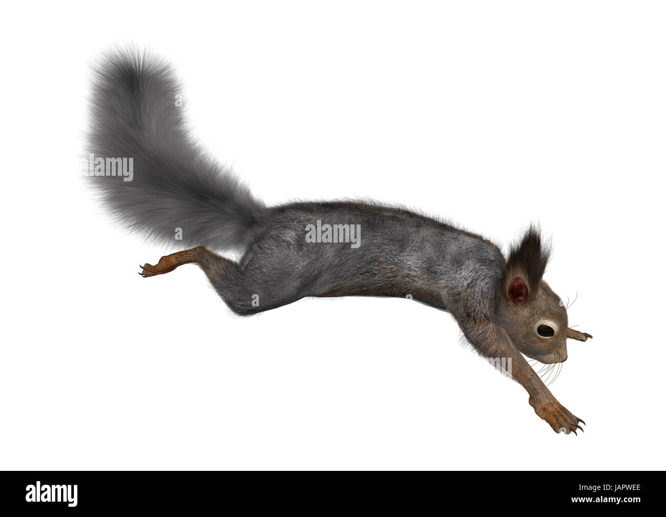 Le rendu 3D d'un écureuil gris isolé sur fond blanc Banque D'Images