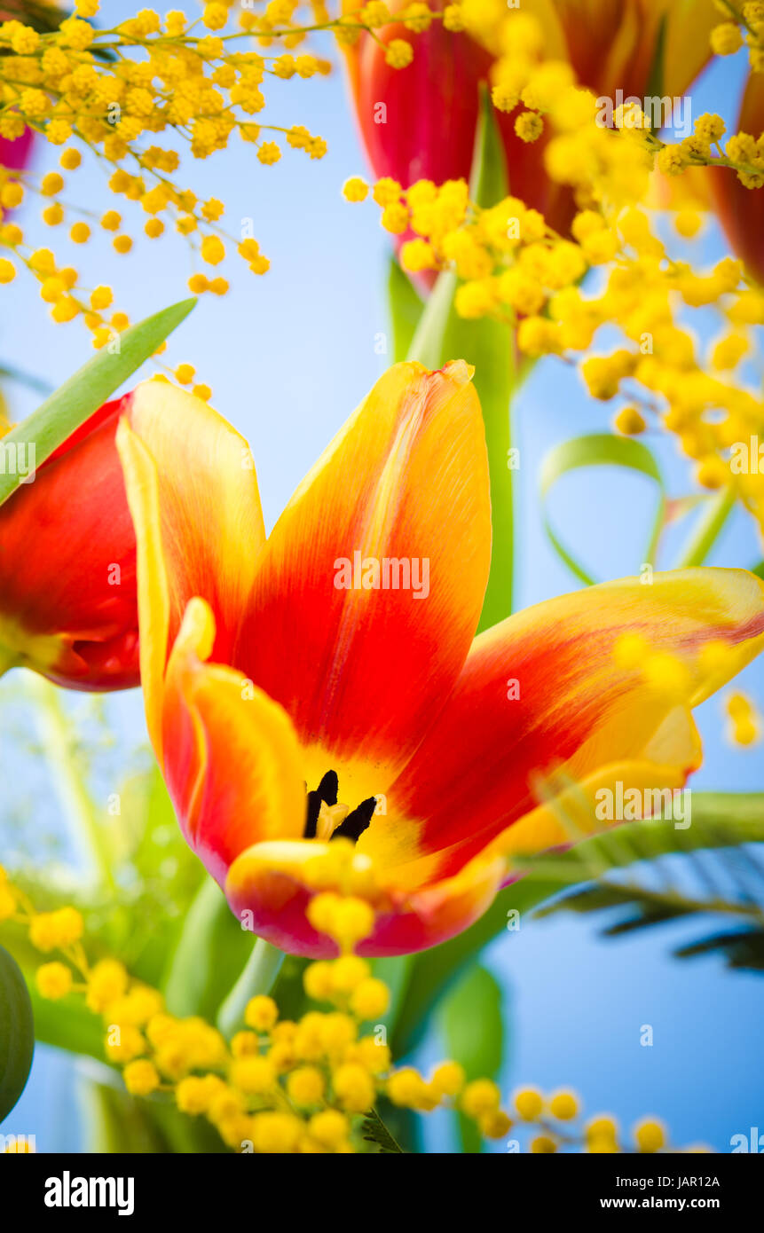 Bouquet de printemps avec un mimosa et tulipes Banque D'Images