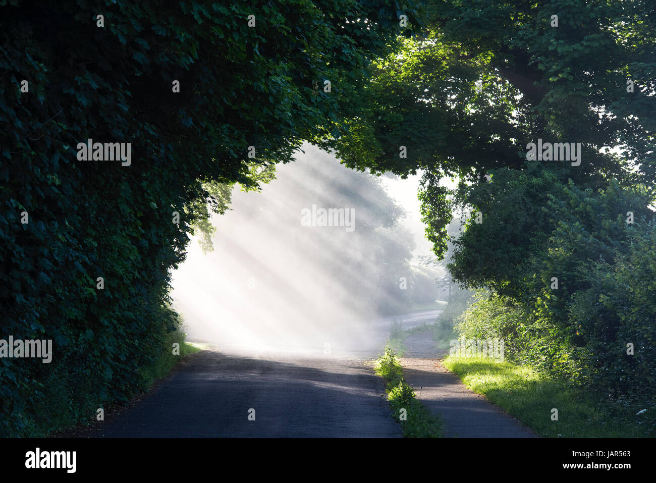 Anglais pays rural route et chemin entouré d'arbres dans la brume matinale et la lumière du soleil. L'Oxfordshire. UK Banque D'Images