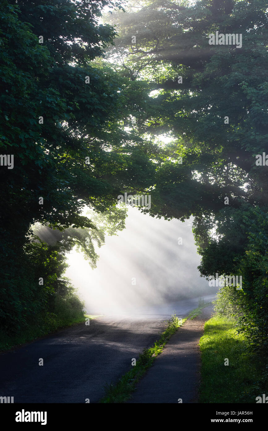 Anglais pays rural route et chemin entouré d'arbres dans la brume matinale et la lumière du soleil. L'Oxfordshire. UK Banque D'Images