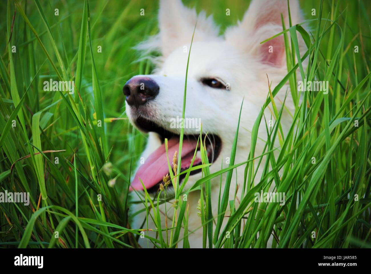 La vie d'un chien Banque D'Images