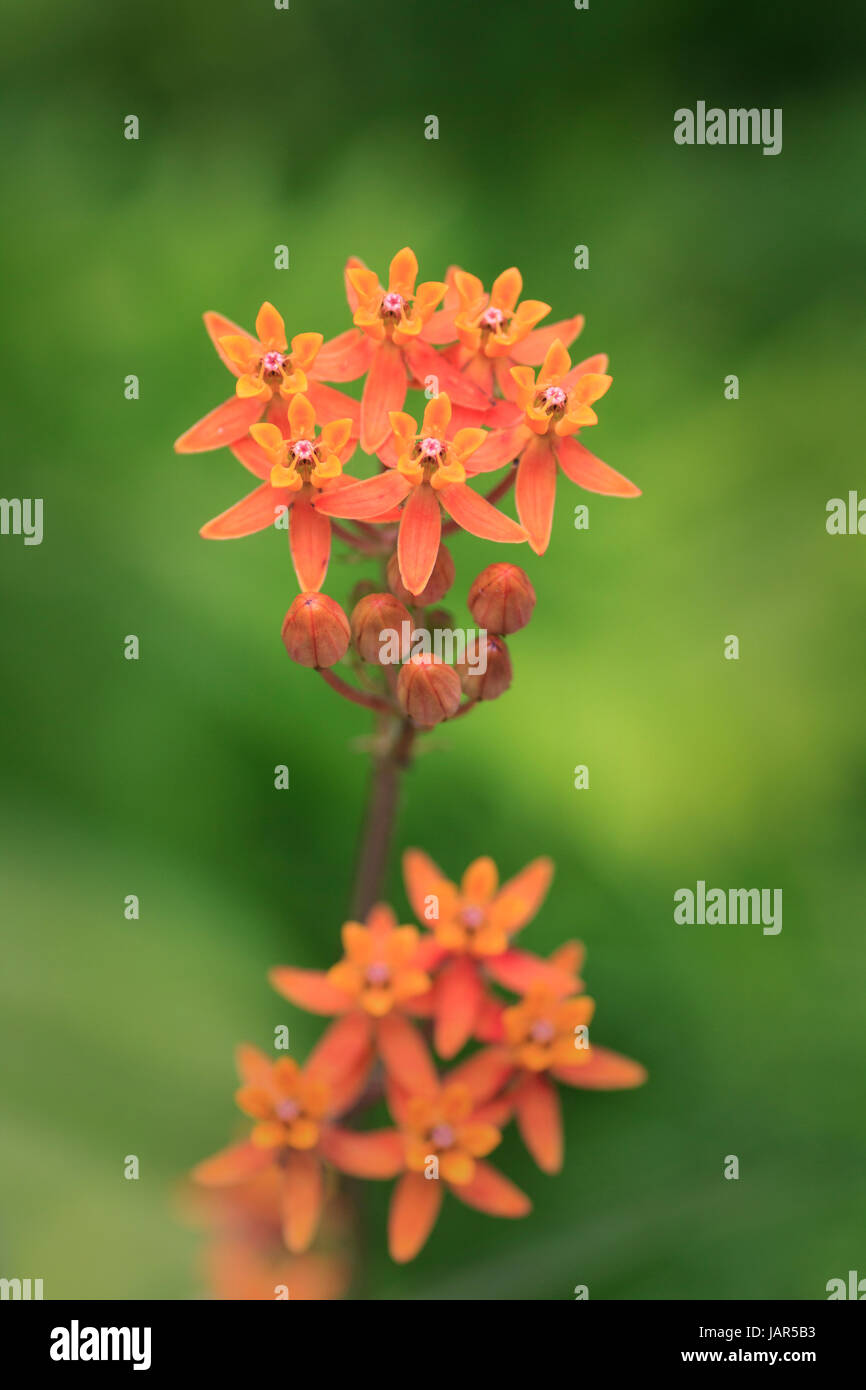 Quelques fleurs d'Asclépiade Famille Orange Banque D'Images