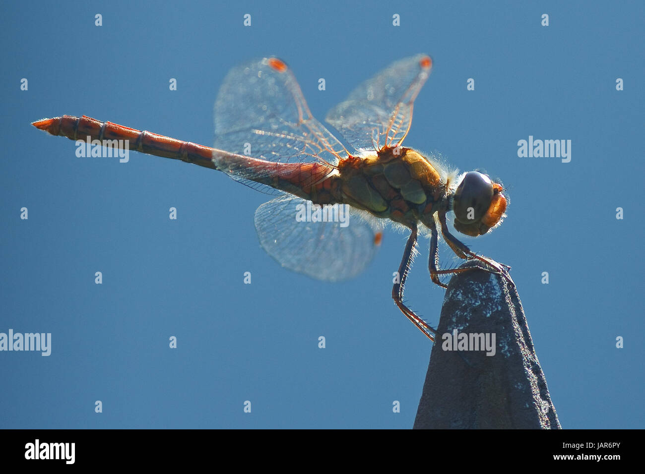 Sympetrum striolatum - grosse Heidelibelle Banque D'Images