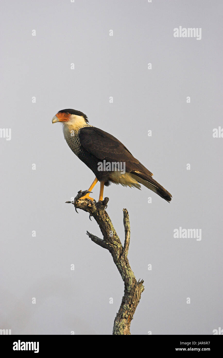 Northern crested caracara Caracara cheriway perché dans l'arbre Laguna Atascosa National Wildlife Refuge Texas USA Banque D'Images