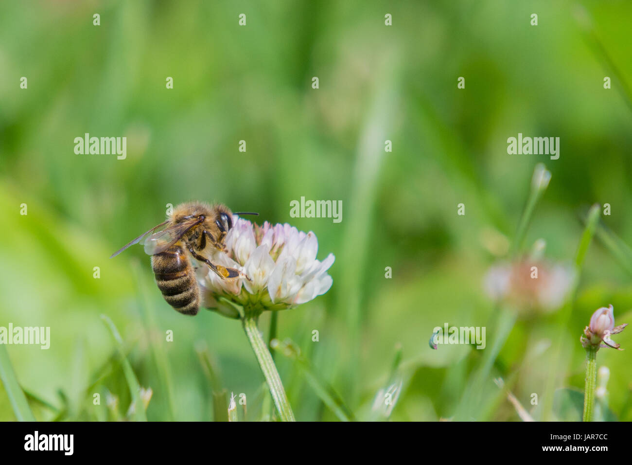 Abeille à miel la collecte du pollen d'une fleur de trèfle blanc Banque D'Images