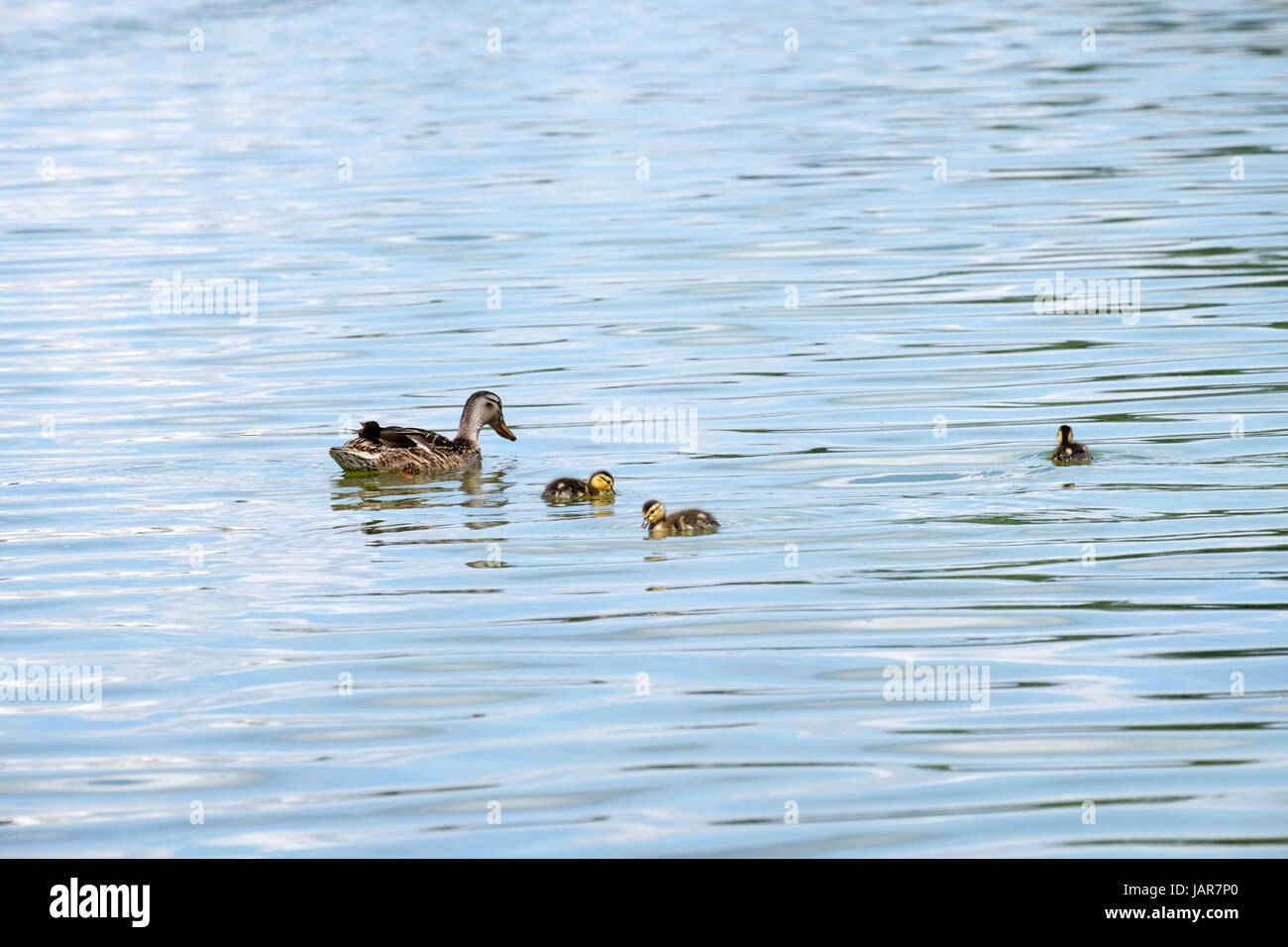 Avec Mallard Ducklings Banque D'Images