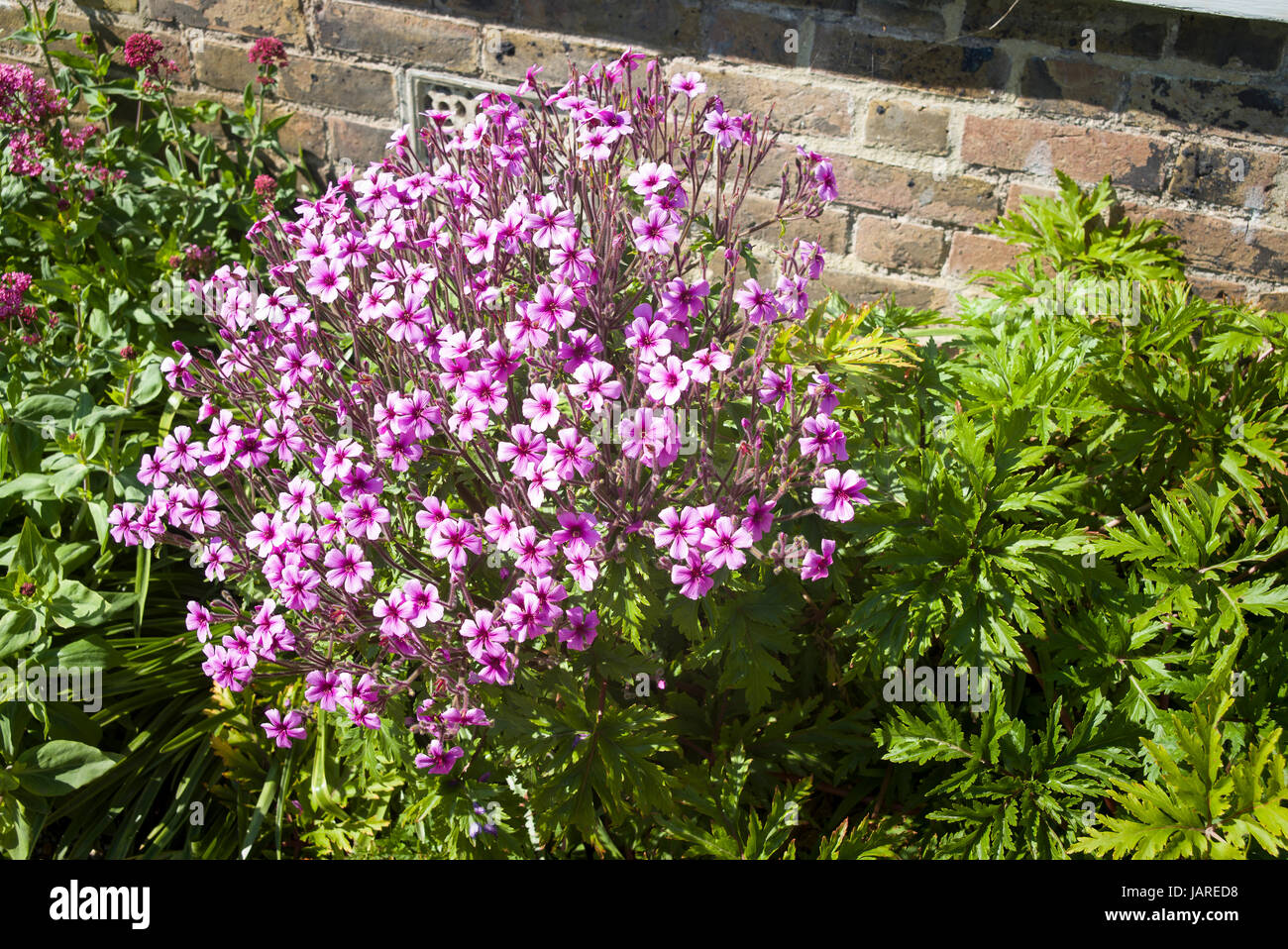 Geranium maderense, en pleine floraison dans une frontière ensoleillée en UK Banque D'Images