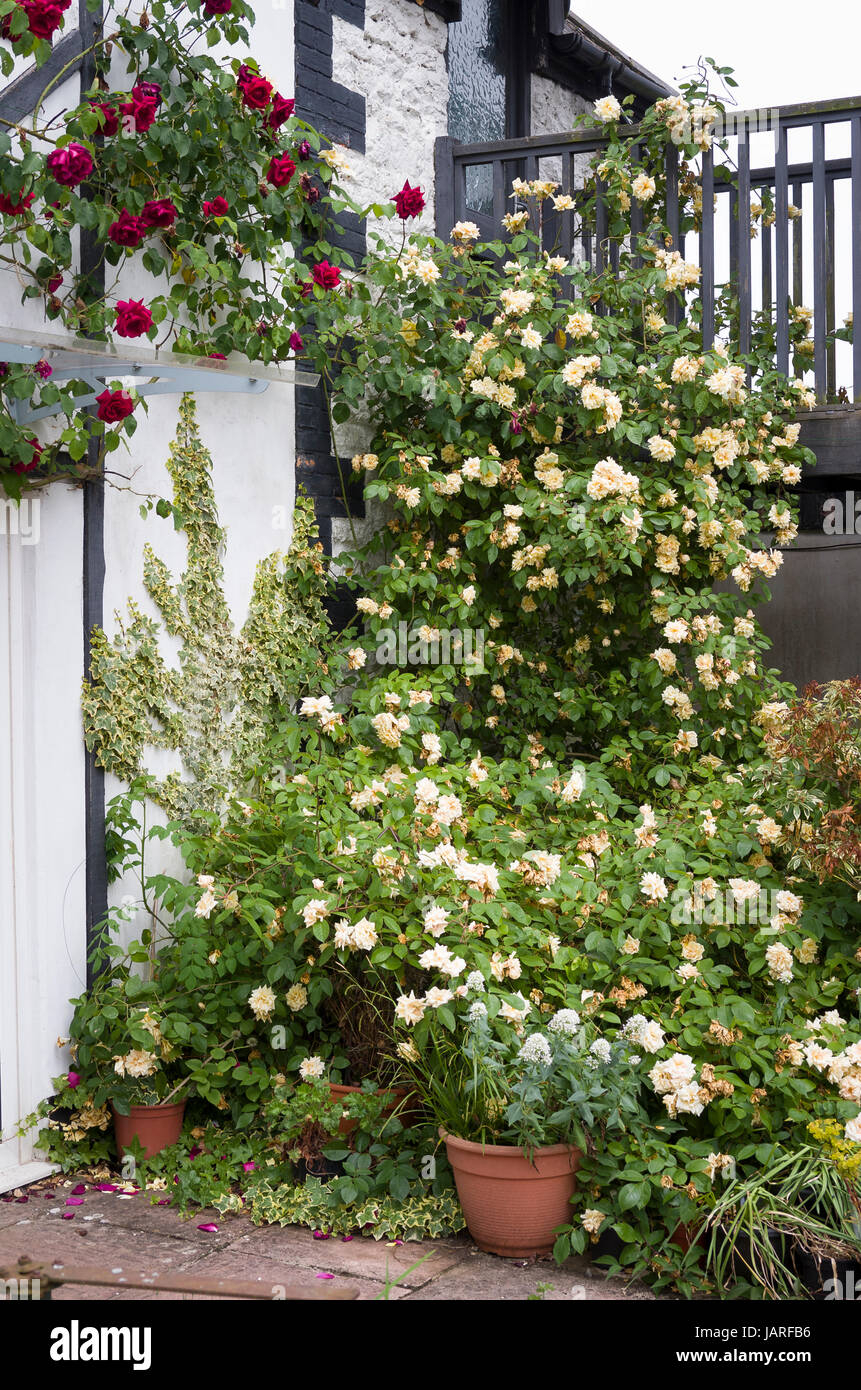 Roses dominent le coin d'un jardin de style méditerranéen, y compris rosa Reve D'Or Banque D'Images