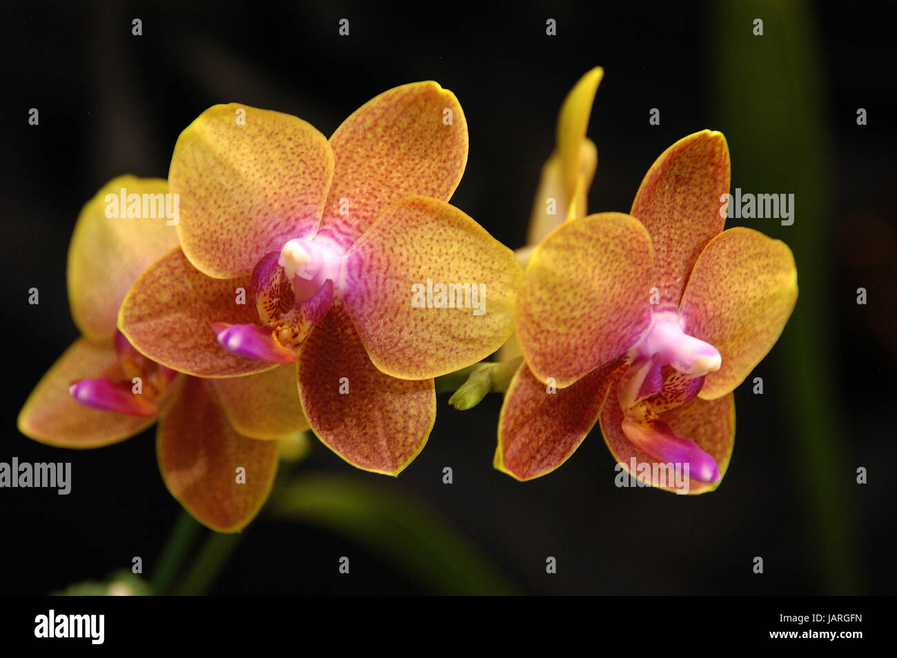 Phalaenopsis Sara Gold Banque D'Images