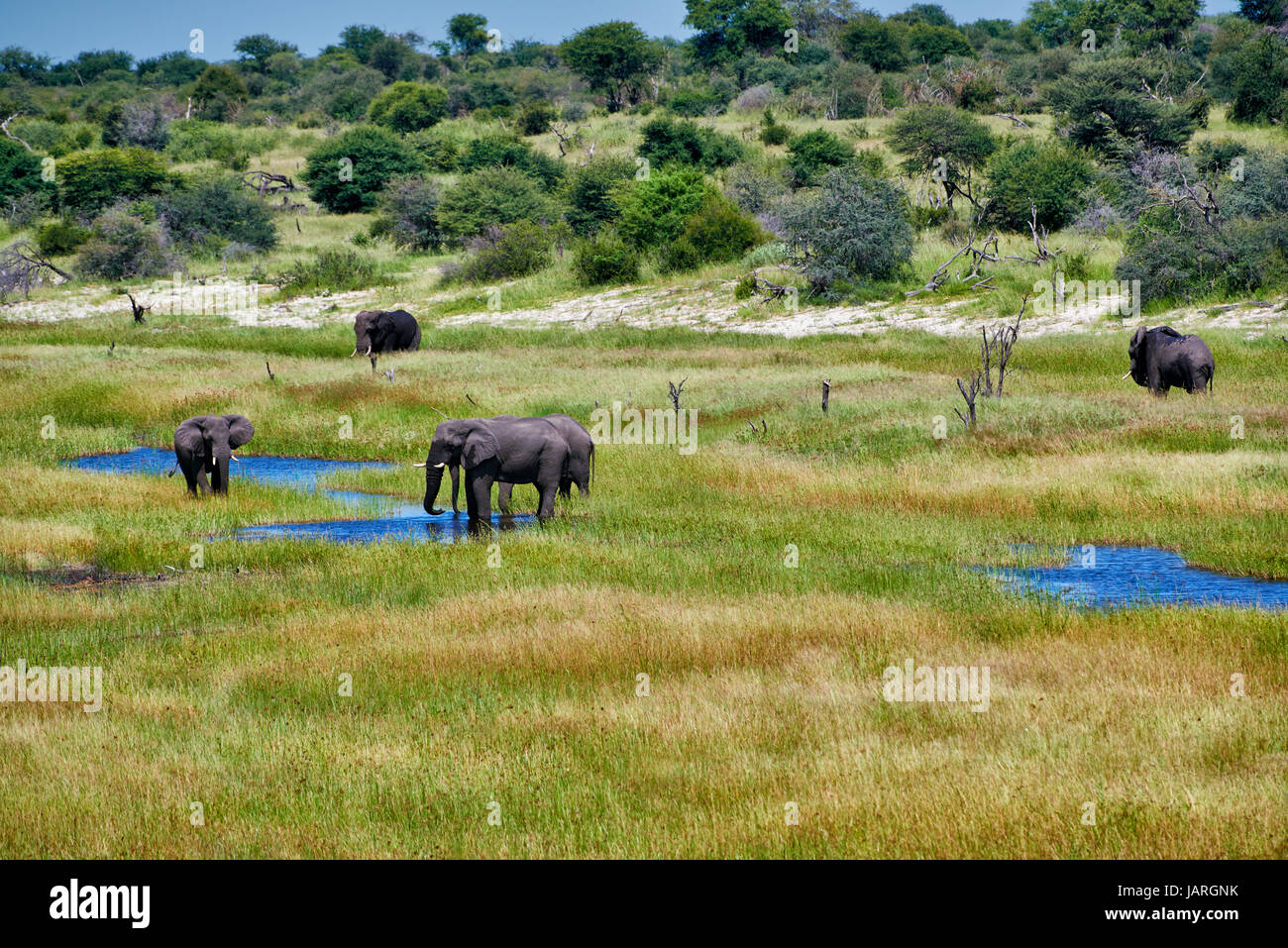 Troupeau d'éléphants brousse africaine, la rivière Boteti, Makgadikgadi-Pans-National Park, Botswana, Africa Banque D'Images
