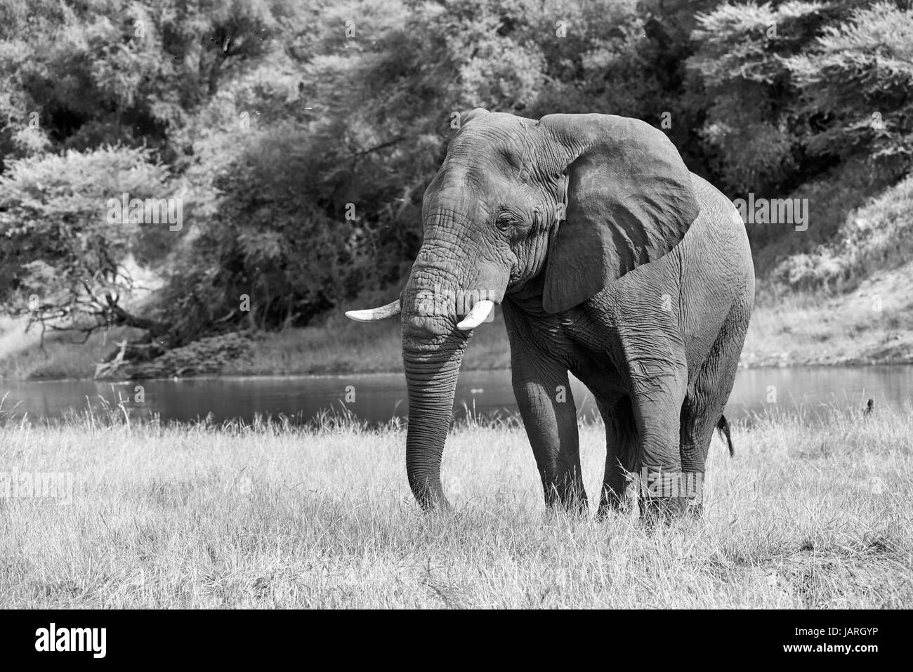 Bush africain éléphant à la rivière Boteti, Makgadikgadi-Pans-National Park, Botswana, Africa Banque D'Images