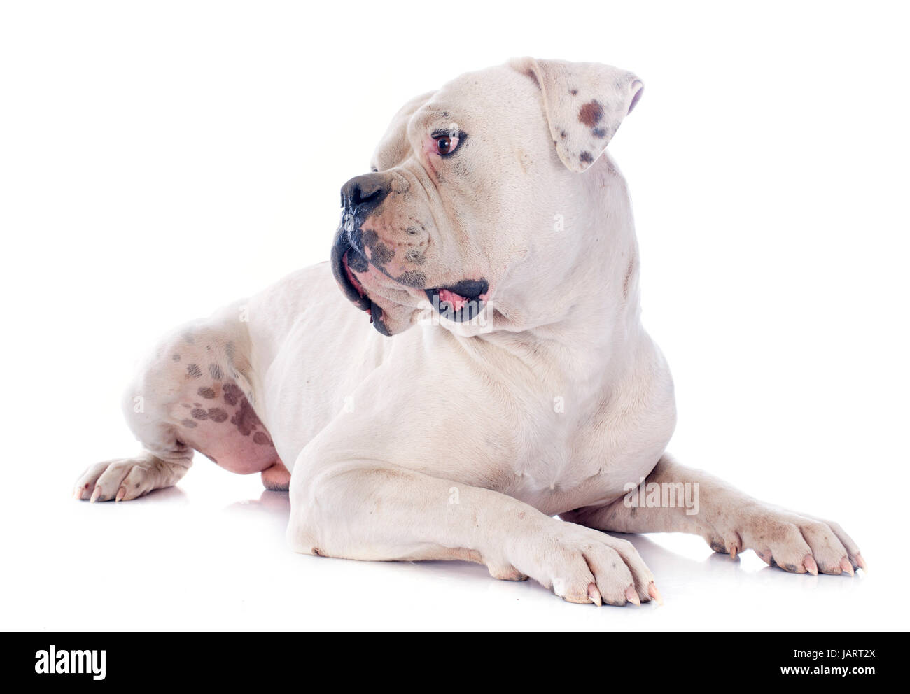 American Bulldog in front of white background Banque D'Images