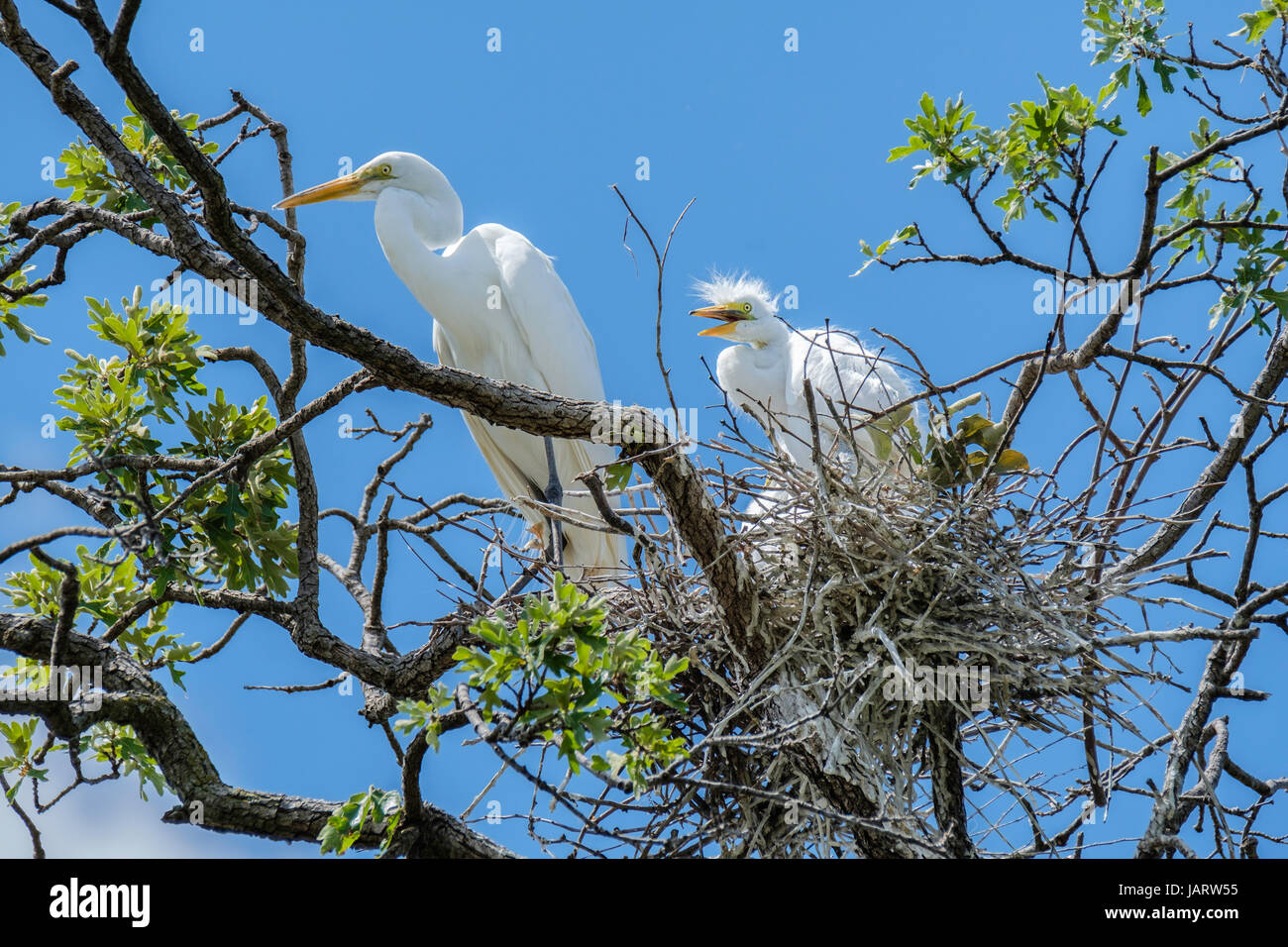 Grande Aigrette Ardea alba, parent femelle, garde ses jeunes dans un chêne nest à Oklahoma City, Oklahoma, USA. Banque D'Images