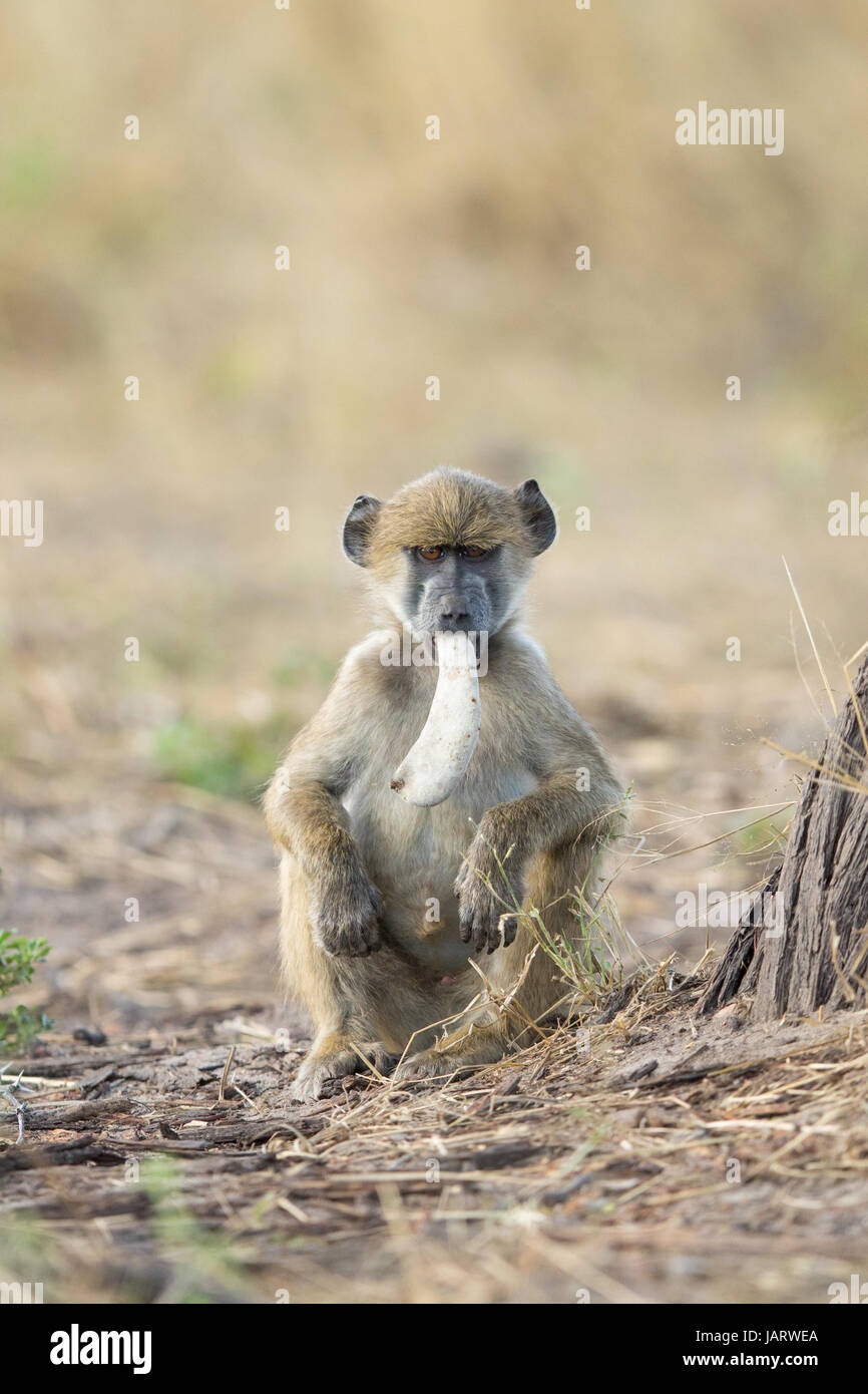 Babouin Chacma jeunes avec un chameau Thorn Acacia gousse dans sa bouche, Okavango Delta, Botswana Banque D'Images