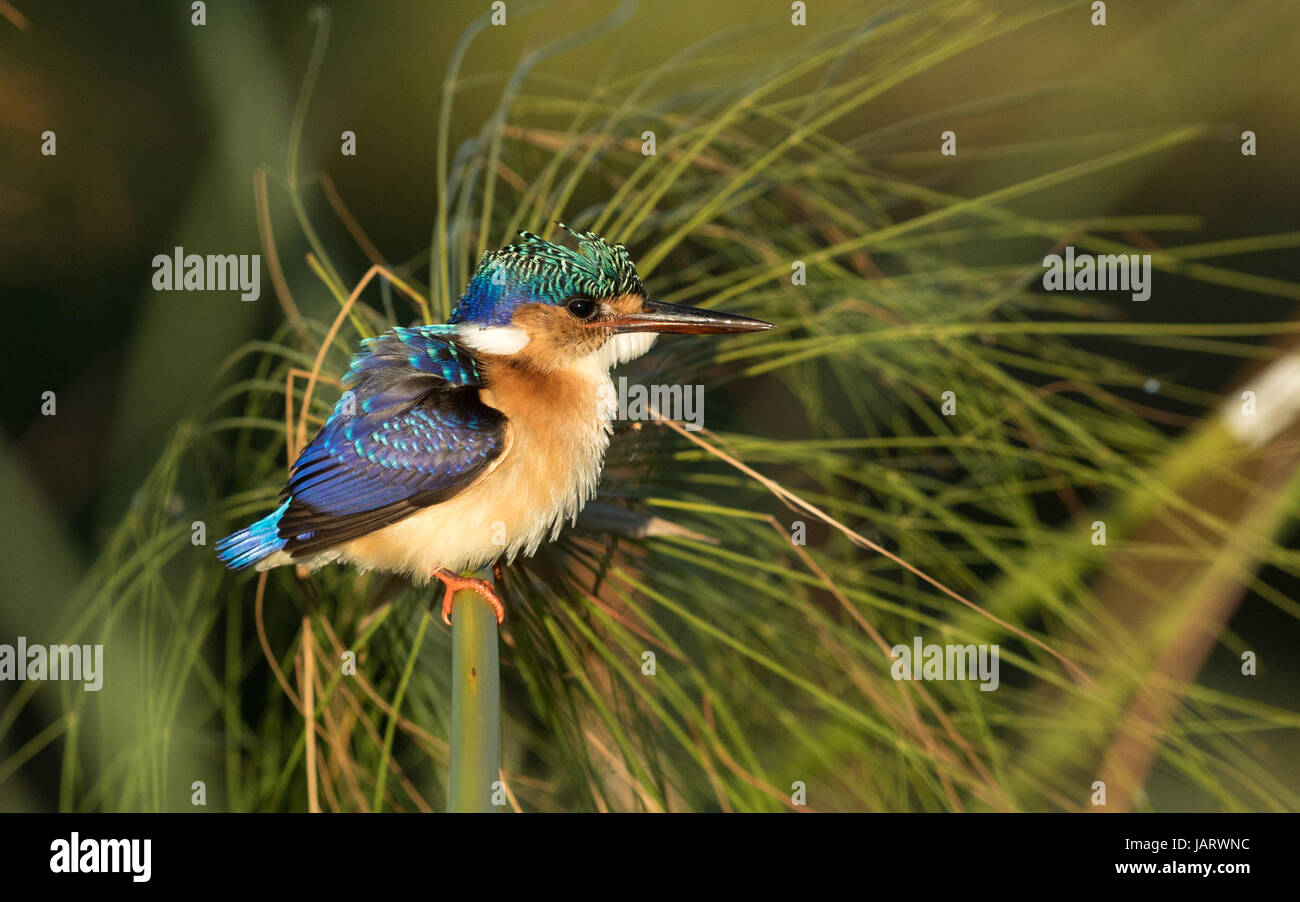 Martin-pêcheur huppé juvénile (Alcedo cristata), rivière Chobe, au Botswana Banque D'Images