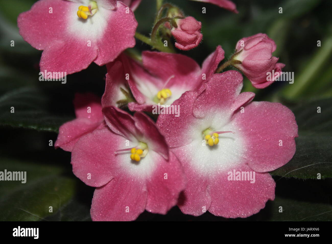 African violet rose Banque D'Images