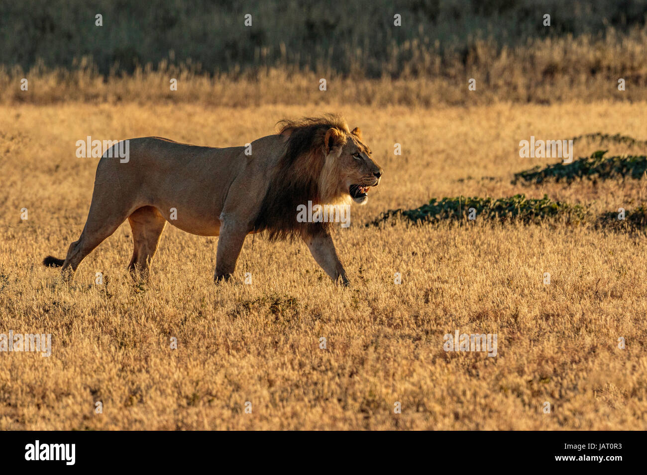 Grande crinière noire male lion (Panthera leo) du Kalahari, rétro-éclairé à pied tôt le matin, la lumière du soleil d'or Banque D'Images