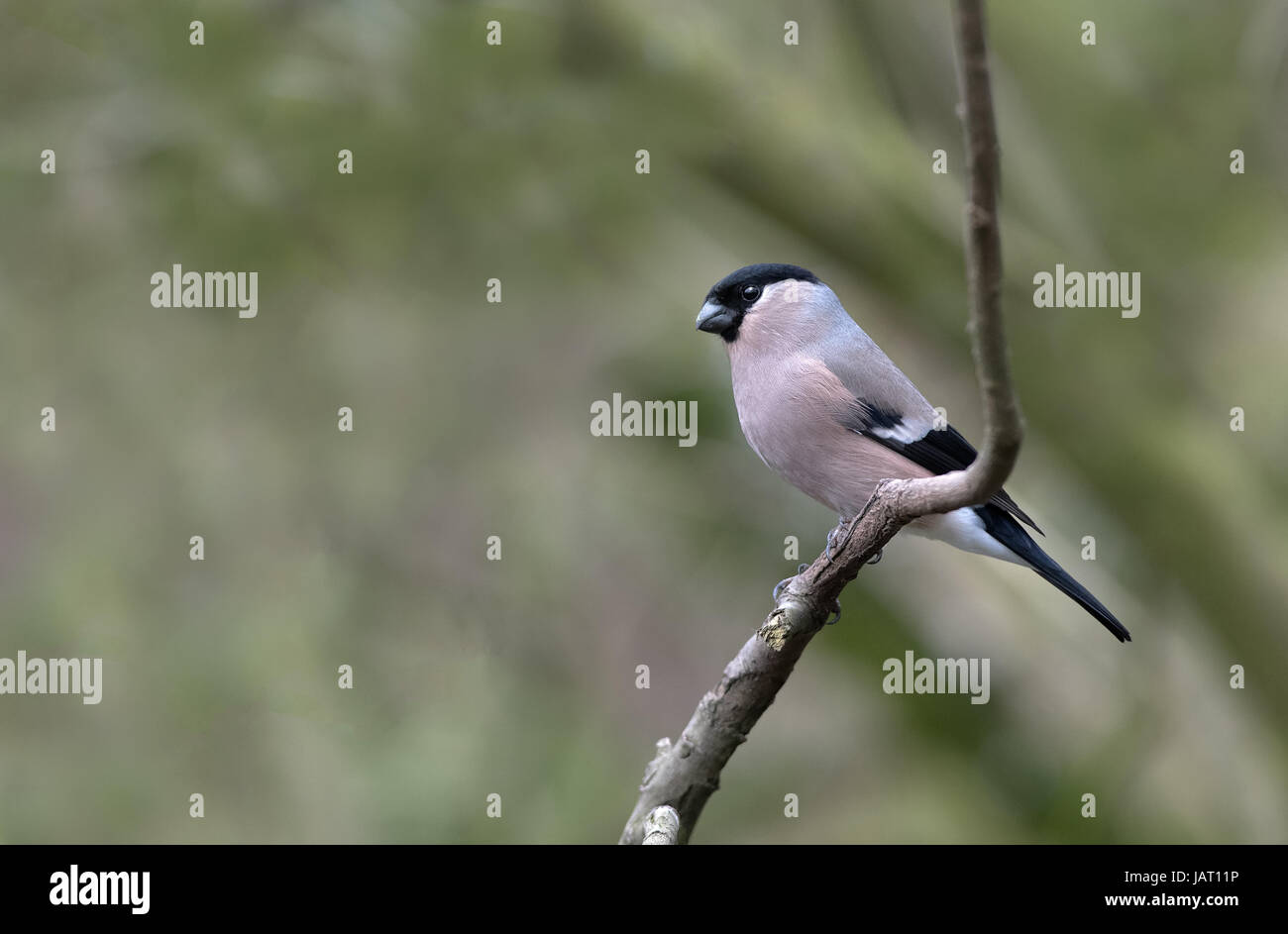 Femme Bullfinch-Pyrrhula pyrrhula. Au printemps. Uk Banque D'Images