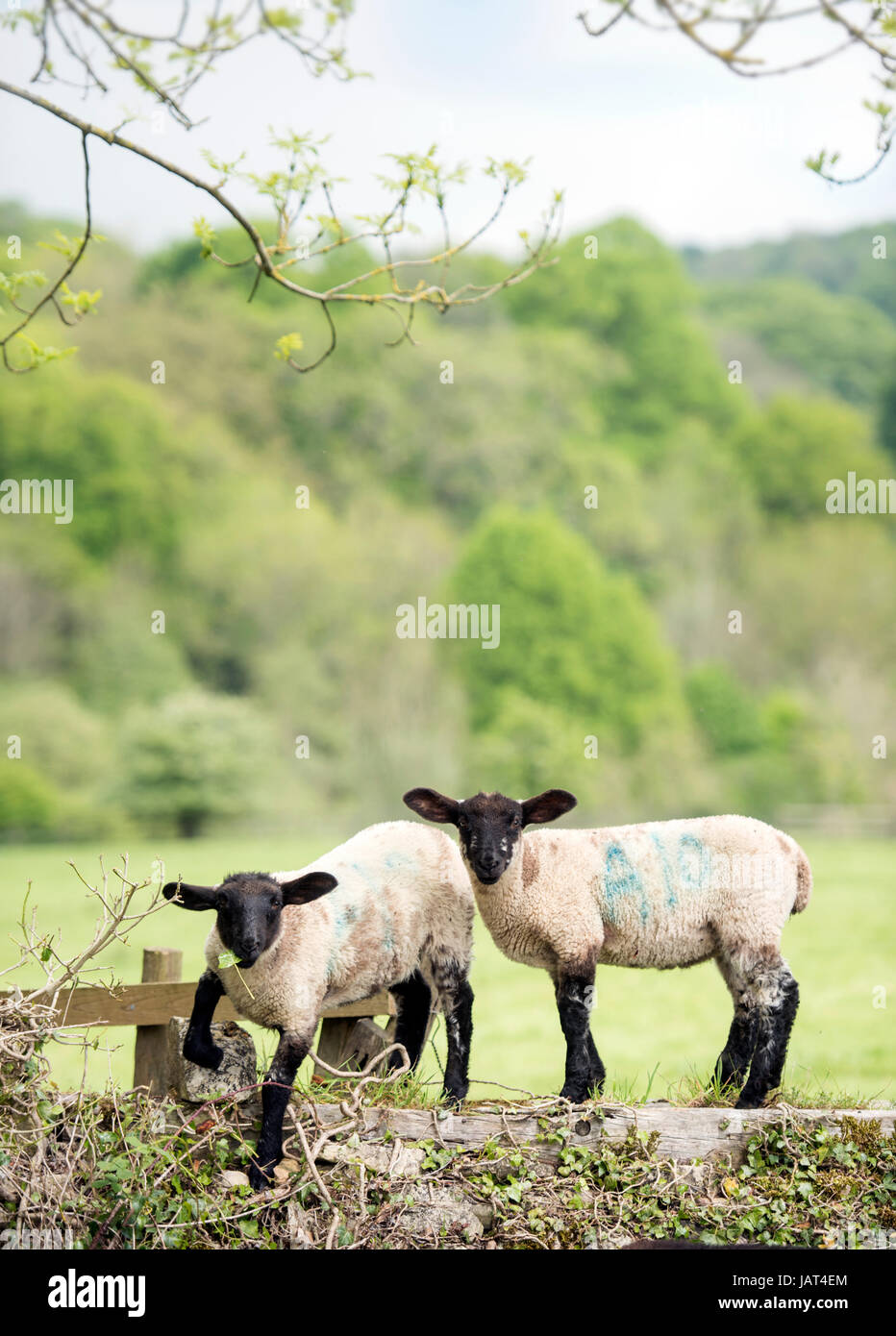 Deux agneaux dans les Cotswold Hills près de Temple Guiting UK Banque D'Images