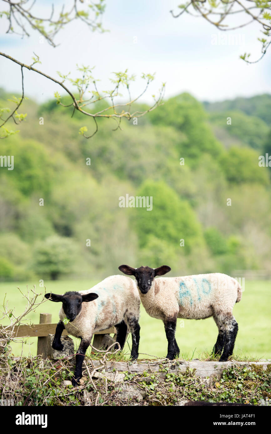 Deux agneaux dans les Cotswold Hills près de Temple Guiting UK Banque D'Images