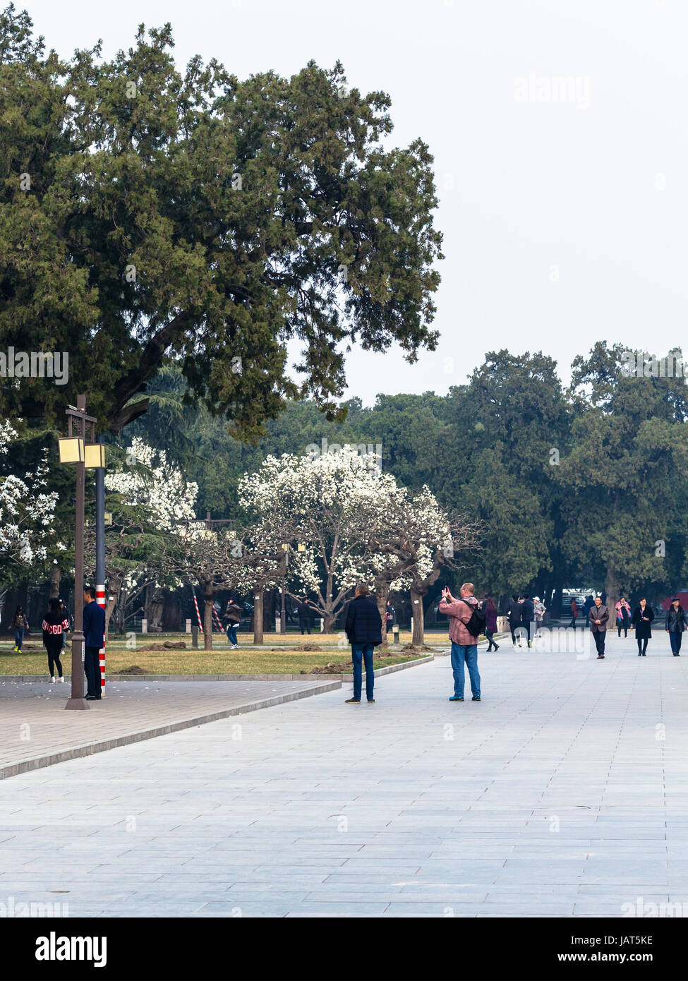 BEIJING, CHINE - le 19 mars 2017 : les visiteurs de prendre des photos d'arbres en fleurs dans le parc public hall ancestral impérial à Beijing ville impériale au printemps. T Banque D'Images