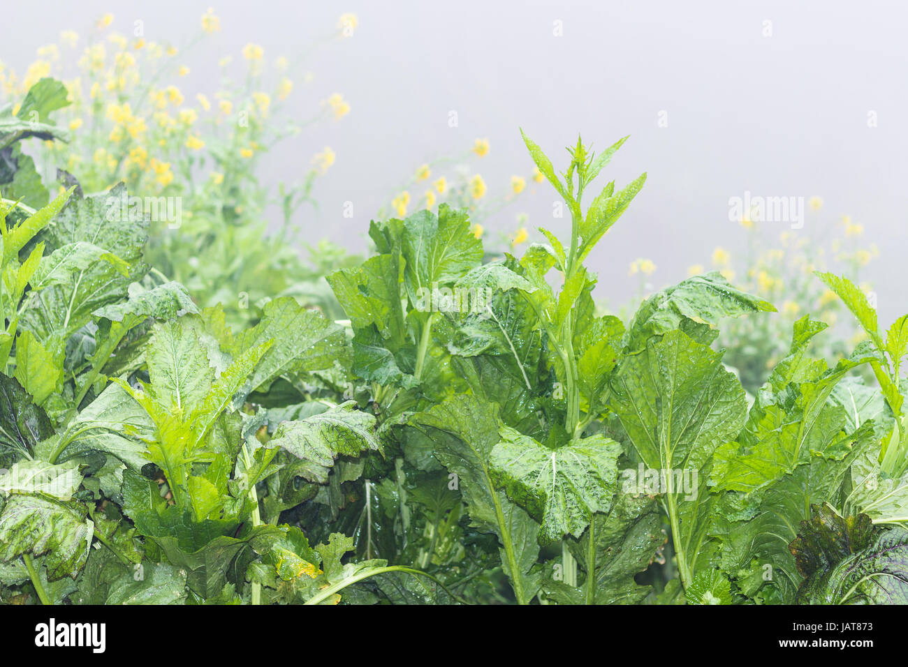 Voyage en Chine - vert mouillé avec de l'herbe sous les gouttes de pluie de printemps en forêt tropicale de Dazhai Longsheng rizières en terrasse (terrasse dorsale du Dragon, Lo Banque D'Images