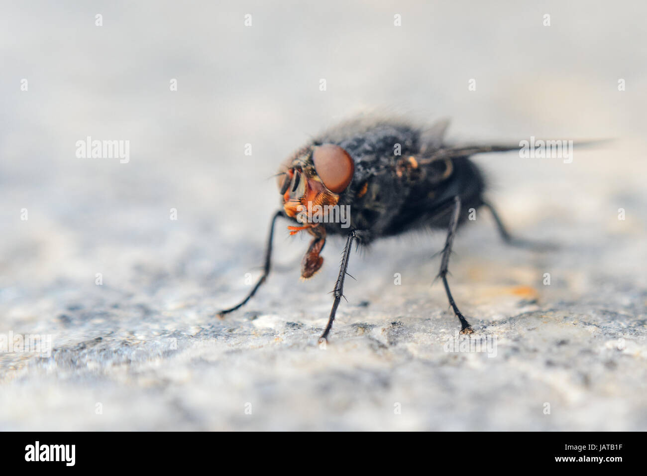 Fly sur dalle de granit gris. Profondeur de champ à fond avec les Banque D'Images