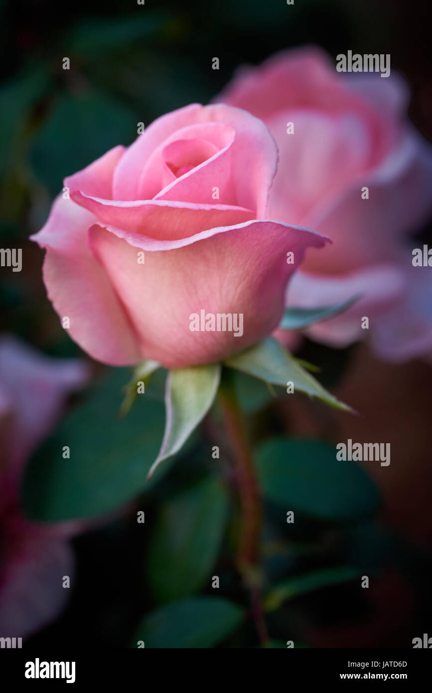 Rose Garden, Flamingo de plus en pépinière, Yelta, Victoria, Australie. Banque D'Images