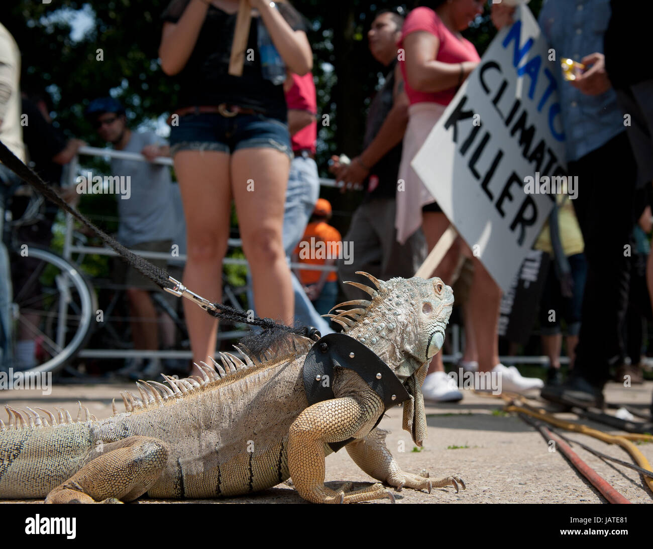 Zilla, un 6-year-old iguane rouge végétarien les personnes à Grant Park avant le mois de mars. Banque D'Images