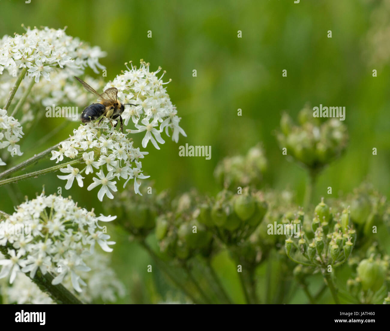 Cow parsley (Anthriscus sylvestris) fleur et têtes de graine avec bee pollinisant les fleurs Banque D'Images