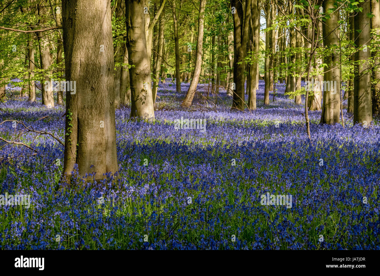 Bluebell wood en pleine floraison sur une journée de printemps ensoleillée Banque D'Images