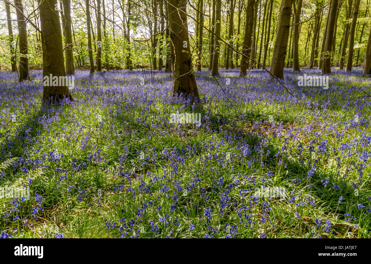 Bluebell wood en pleine floraison sur une journée de printemps ensoleillée Banque D'Images