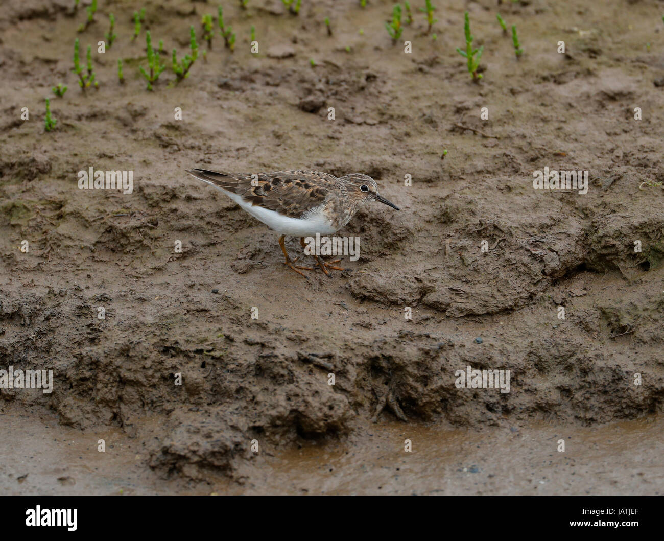 Le travail de Temminck Calidris temminckii) Banque D'Images