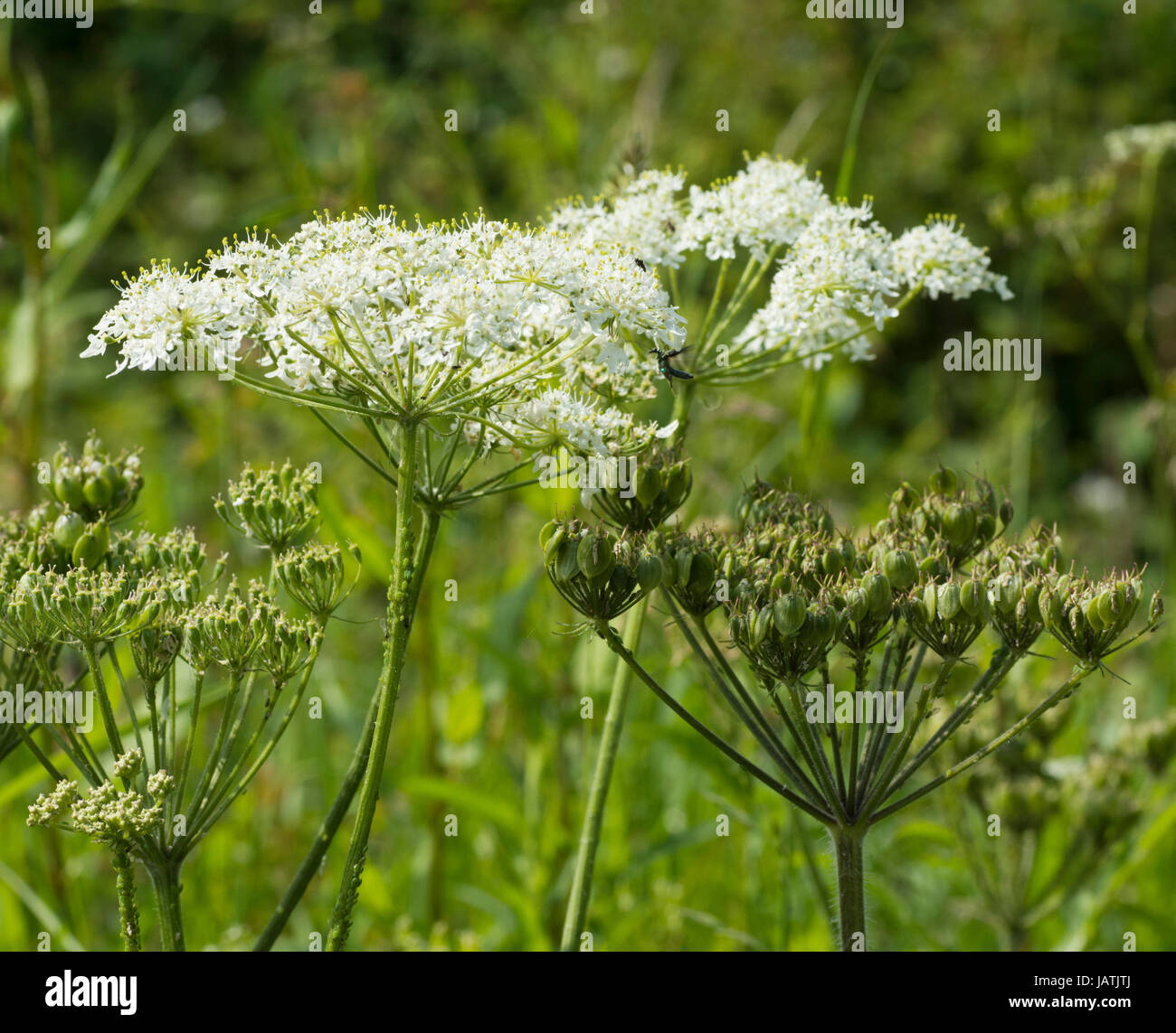 Cow parsley (Anthriscus sylvestris) graines et fleurs Banque D'Images