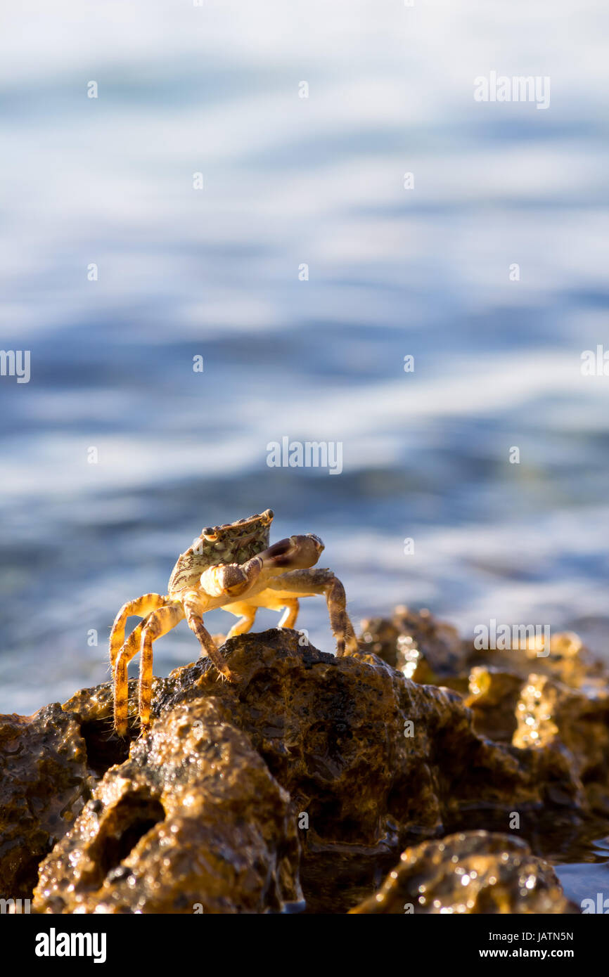 crabe Banque D'Images