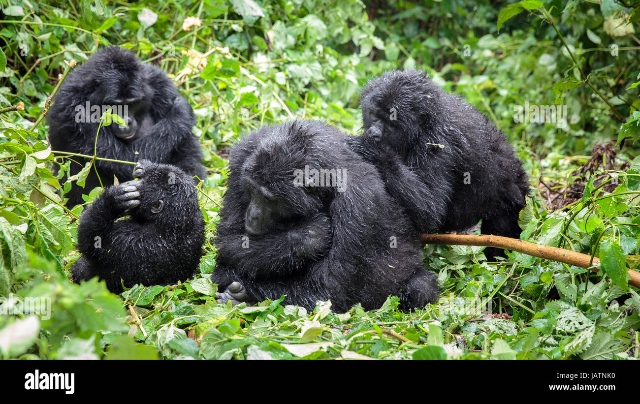 Les gorilles en Ouganda Banque D'Images