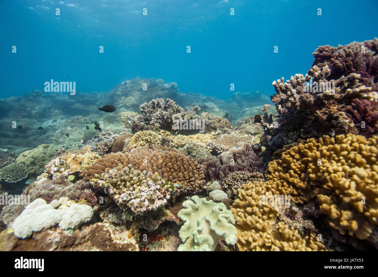 Paysage récifs coralliens grande barrière de corail dans le Queensland en Australie Banque D'Images