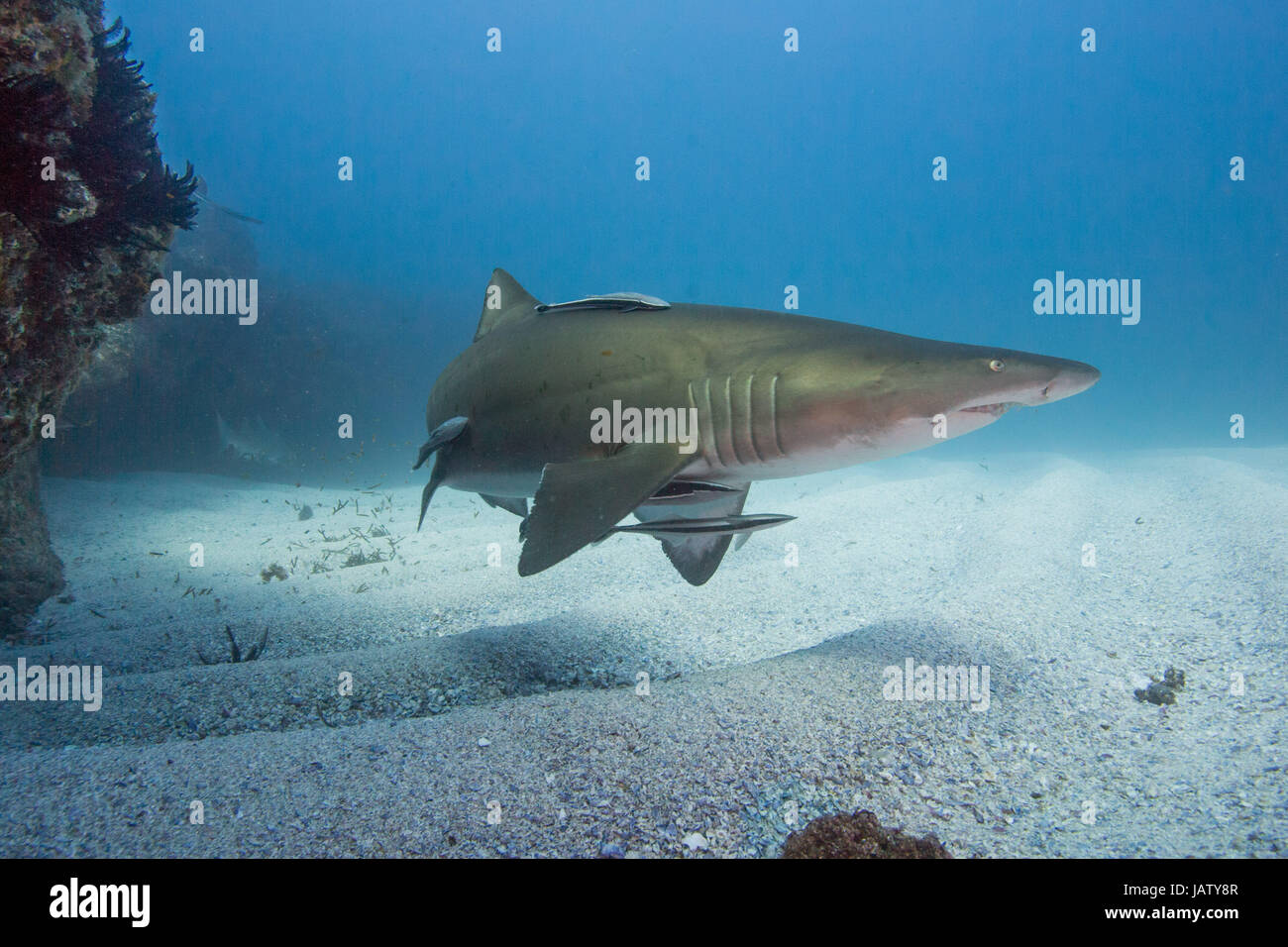 Requin nourrice gris plus de varech en Australie Banque D'Images