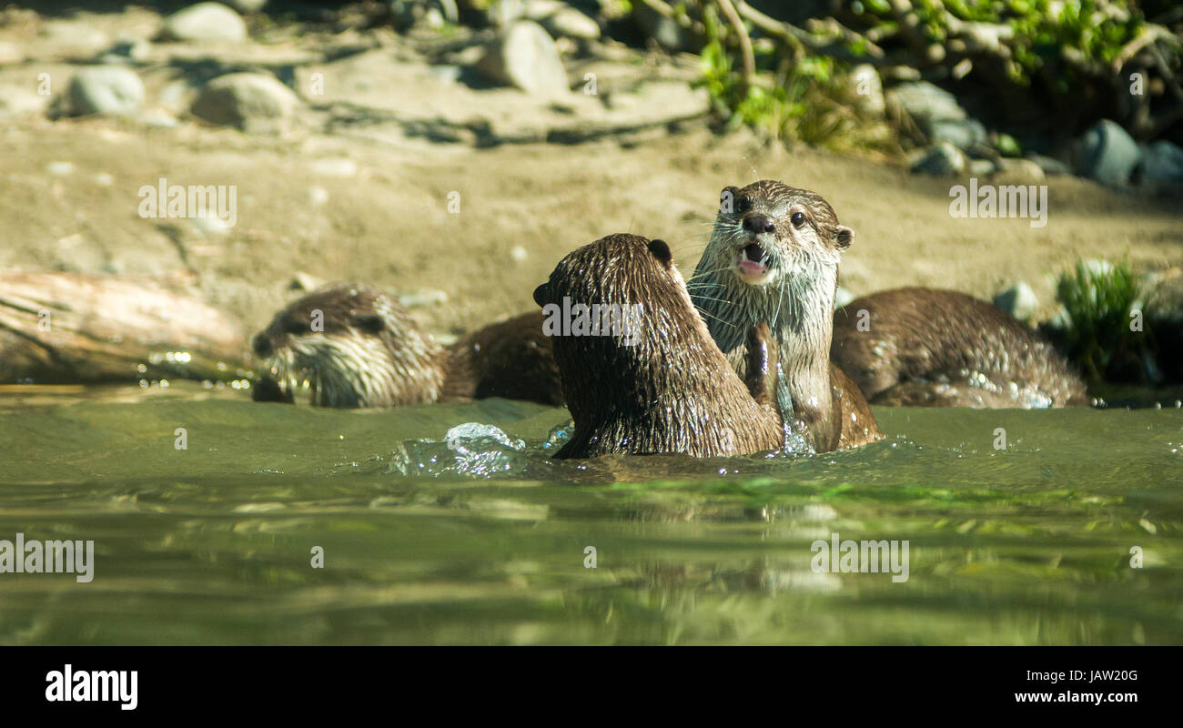 Famille de Loutres Cendrées Asiatiques s'amuser dans l'eau. Banque D'Images