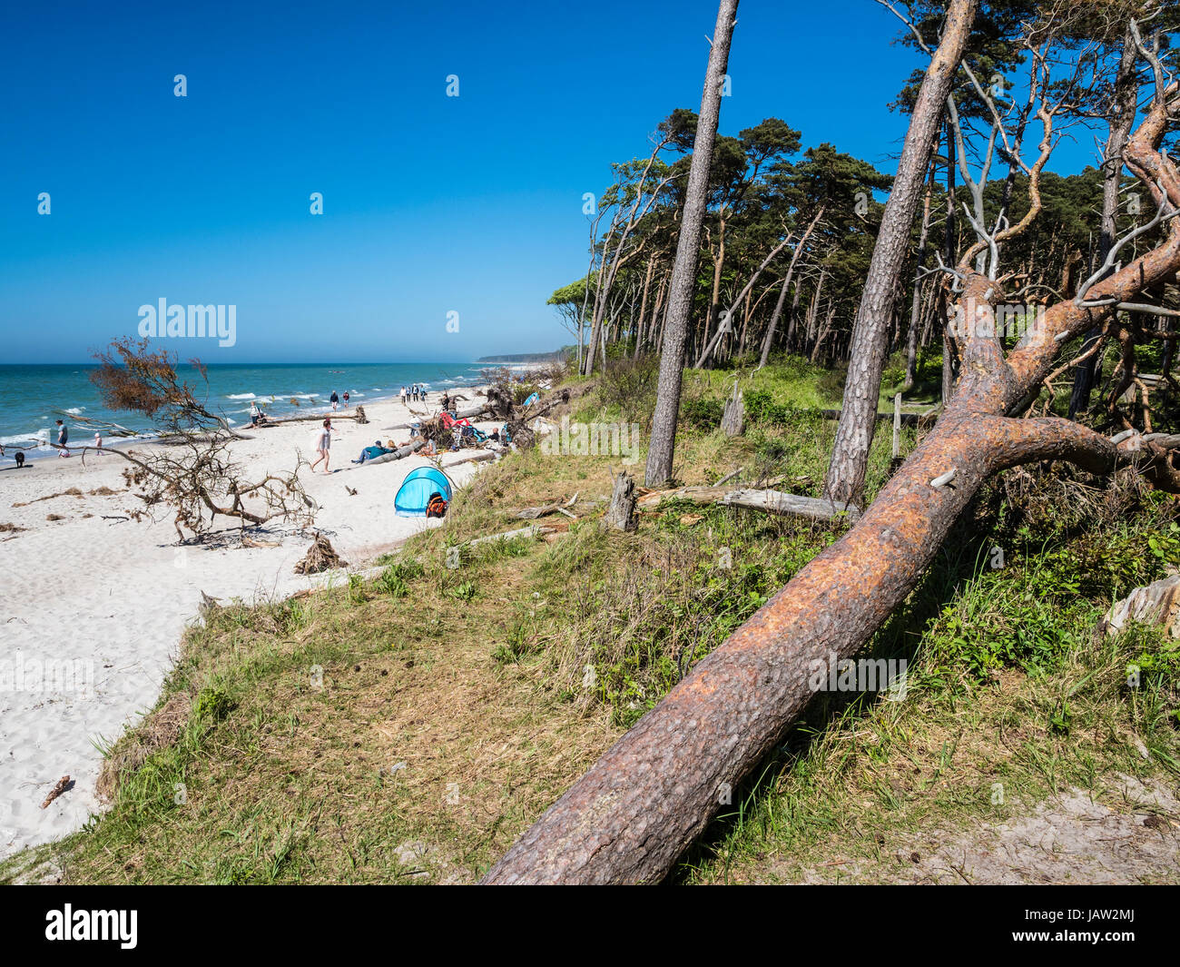 Les arbres tombés sur la plage "Le Relais Du Lac' west de Prerow, accès à la plage, la mer Baltique, la péninsule de Fischland-darss-Zingst, Mecklenburg-Vorpommern, Allemagne Banque D'Images