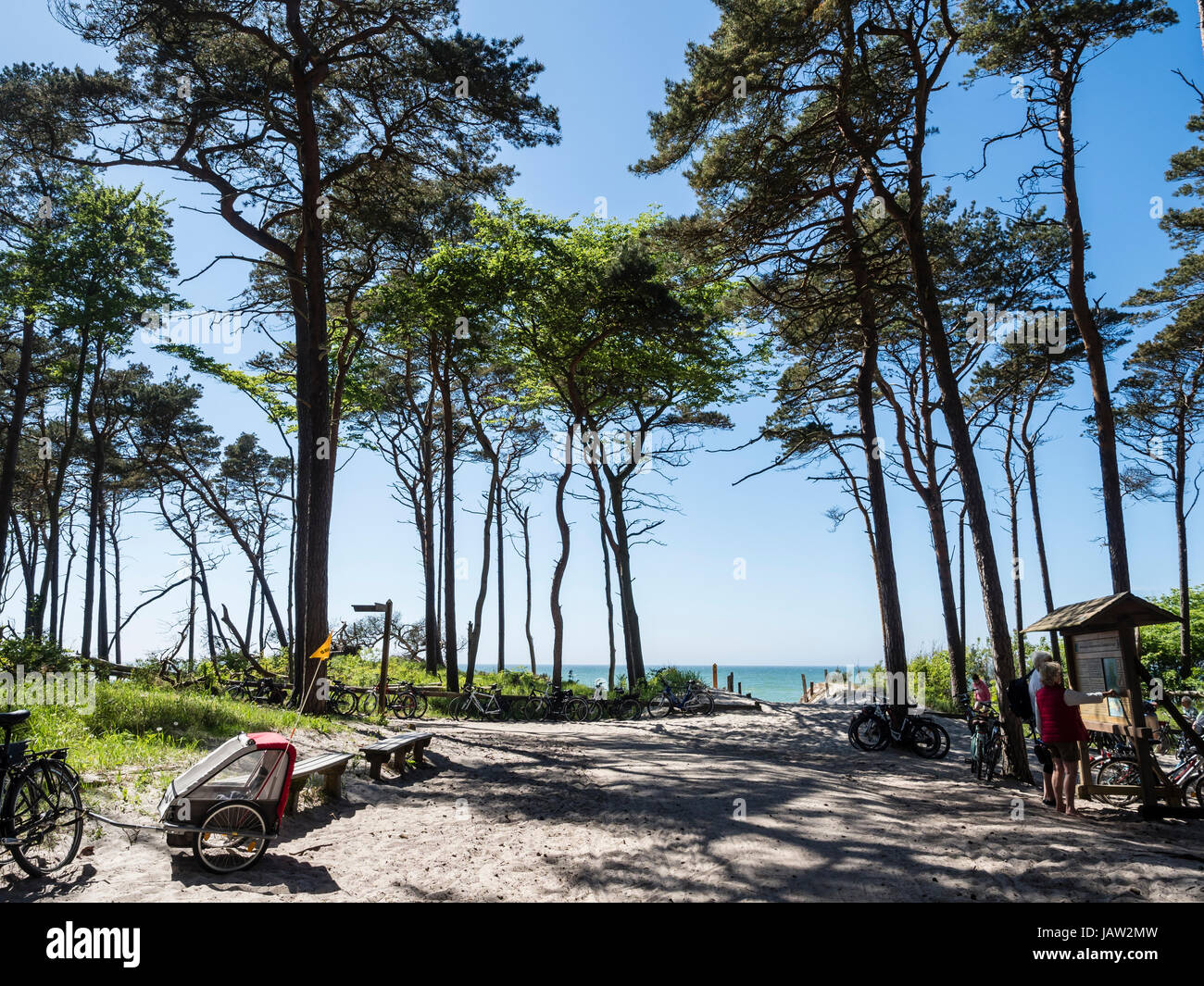 Location parking à la plage 'Le Relais Du Lac' à l'ouest de Prerow, accès à la plage, la mer Baltique, la péninsule de Fischland-darss-Zingst, Mecklenburg-Vorpommern, Banque D'Images
