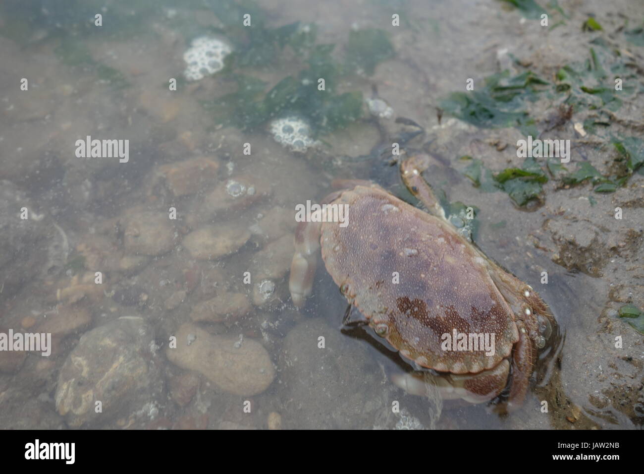 Crabes sur la plage Banque D'Images