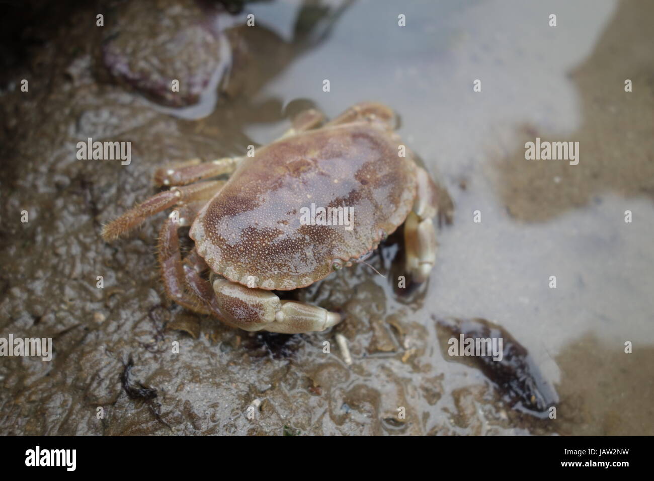 Crabes sur la plage Banque D'Images